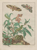 Precise observations of numerous tiny metamorphosed animals Pl10 - Jacob L'Admiral — artwork view