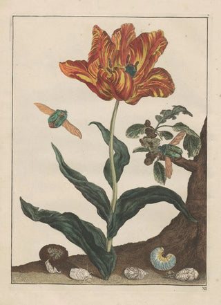 Jacob LAdmiral - Naauwkeurige Waarneemingen van veele gestaltverwisselende gekorvene diertjes Pl12.webp