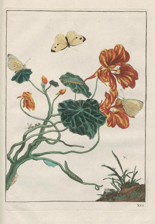 Jacob LAdmiral - Naauwkeurige Waarneemingen van veele gestaltverwisselende gekorvene diertjes Pl16.webp