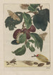 Precise observations of numerous tiny metamorphosed animals Painting Pl18 - Jacob L'Admiral — artwork view