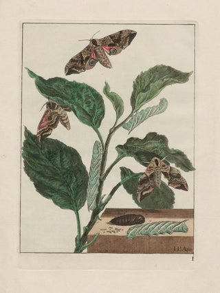 Jacob LAdmiral - Naauwkeurige waarneemingen omtrent de veranderingen van veele insekten of gekorvene diertjes Pl02.webp