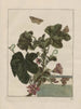 Precise observations on the changes of many insects or shelled animals Pl04 - Jacob L'Admiral — artwork view
