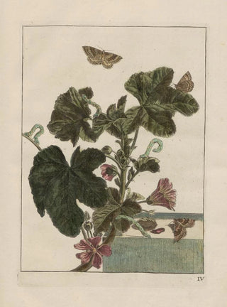 Jacob LAdmiral - Naauwkeurige waarneemingen omtrent de veranderingen van veele insekten of gekorvene diertjes Pl04.webp