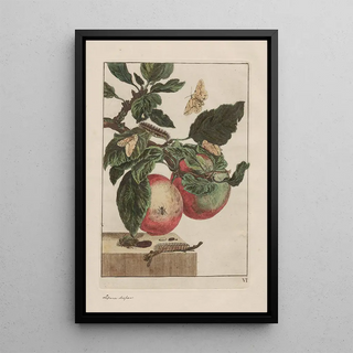 Jacob LAdmiral - Naauwkeurige waarneemingen omtrent de veranderingen van veele insekten of gekorvene diertjes Pl05.webp