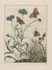 Observations précises sur les changements de nombreux insectes ou animaux à carapace Pl06 - Jacob L'Admiral — artwork view
