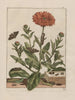 Precise observations on changes in numerous insects or shelled animals Pl07 - Jacob L'Admiral — artwork view