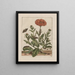 Precise observations on changes in numerous insects or shelled animals Pl07 - Jacob L'Admiral — framed artwork on a wall