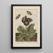 Observaciones precisas sobre las transformaciones de numerosos insectos o pequeños animales metamorfoseados Pl09 - Jacob L'Admiral — cuadro enmarcado en la pared