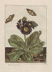 Observaciones precisas sobre las transformaciones de numerosos insectos o pequeños animales metamorfoseados Pl09 - Jacob L'Admiral — vista de la obra