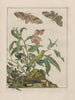 Precise observations on the changes of numerous insects or shelled animals Pl10 - Jacob L'Admiral — artwork view