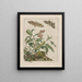 Precise observations on the changes of numerous insects or shelled animals Pl10 - Jacob L'Admiral — framed artwork on a wall