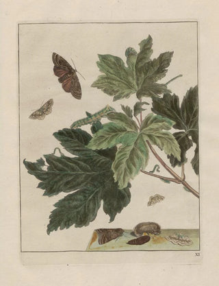 Jacob LAdmiral - Naauwkeurige waarneemingen omtrent de veranderingen van veele insekten of gekorvene diertjes Pl11.webp