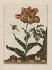 Observaciones precisas sobre los cambios de numerosos insectos o animales con caparazón Pl13 - Jacob L'Admiral — vista de la obra