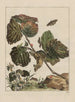 Precise observations on the changes of numerous insects or sculptor animals Painting Pl14 - Jacob L'Admiral — artwork view