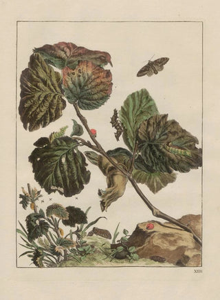Jacob LAdmiral - Naauwkeurige waarneemingen omtrent de veranderingen van veele insekten of gekorvene diertjes Pl14.webp