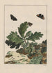 Precise observations on the transformations of numerous metamorphosed insects or small animals Pl17 - Jacob L'Admiral — artwork view