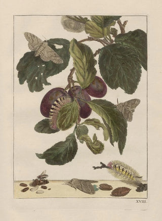 Jacob LAdmiral - Naauwkeurige waarneemingen omtrent de veranderingen van veele insekten of gekorvene diertjes Pl18.webp