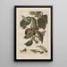 Precise observations on the transformations of numerous metamorphosed insects or small animals Pl18 - Jacob L'Admiral — framed artwork on a wall