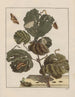 Observaciones precisas sobre los cambios de numerosos insectos o animales escultores Pl20 - Jacob L'Admiral — vista de la obra