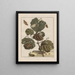 Observaciones precisas sobre los cambios de numerosos insectos o animales escultores Pl20 - Jacob L'Admiral — cuadro enmarcado en la pared