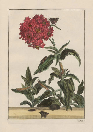 Jacob LAdmiral - Naauwkeurige waarneemingen omtrent de veranderingen van veele insekten of gekorvene diertjes Pl22.webp