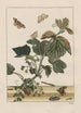 Precise observations on the transformations of numerous metamorphosed insects or small animals Pl23 - Jacob L'Admiral — artwork view