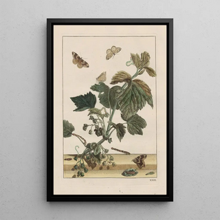 Jacob LAdmiral - Naauwkeurige waarneemingen omtrent de veranderingen van veele insekten of gekorvene diertjes Pl23.webp