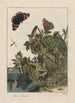 Precise observations on the transformations of numerous metamorphosed insects or small animals Pl24 - Jacob L'Admiral — artwork view