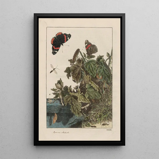 Jacob LAdmiral - Naauwkeurige waarneemingen omtrent de veranderingen van veele insekten of gekorvene diertjes Pl24.webp