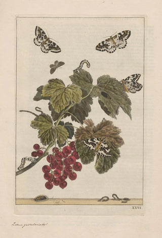 Jacob LAdmiral - Naauwkeurige waarneemingen omtrent de veranderingen van veele insekten of gekorvene diertjes Pl26.webp