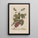 Precise observations on the transformations of numerous metamorphosed insects or small animals Pl26 - Jacob L'Admiral — framed artwork on a wall