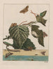 Observaciones precisas sobre los cambios de numerosos insectos o animales con caparazón Pl28 - Jacob L'Admiral — vista de la obra
