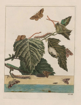 Jacob LAdmiral - Naauwkeurige waarneemingen omtrent de veranderingen van veele insekten of gekorvene diertjes Pl28.webp