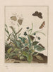 Observaciones precisas sobre los cambios de numerosos insectos o animales escultores Pl30 - Jacob L'Admiral — vista de la obra