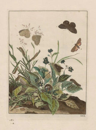 Jacob LAdmiral - Naauwkeurige waarneemingen omtrent de veranderingen van veele insekten of gekorvene diertjes Pl30.webp