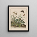 Observaciones precisas sobre los cambios de numerosos insectos o animales escultores Pl30 - Jacob L'Admiral — cuadro enmarcado en la pared