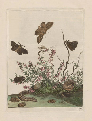 Jacob LAdmiral - Naauwkeurige waarneemingen omtrent de veranderingen van veele insekten of gekorvene diertjes Pl31.webp