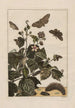 Precise observations on the transformations of numerous metamorphosed insects or small animals Pl32 - Jacob L'Admiral — artwork view