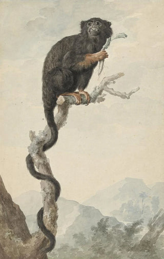 Jacob Perkois - A Redhanded Tamarin.webp