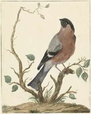 Jacob Perkois - Goudvink.webp