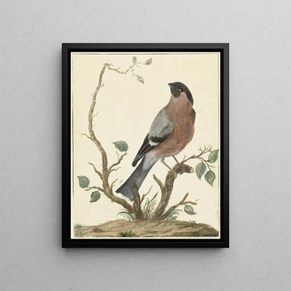 Jacob Perkois - Goudvink.webp