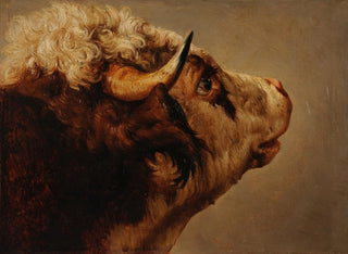 Cabeza de vaca - Jacques-Raymond Brascassat — vista de la obra