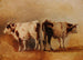 Study of a Cow - Jacques-Raymond Brascassat — artwork view