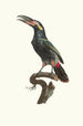 L'Aracari Koulik male from Guyana - Jacques Barraband — artwork view