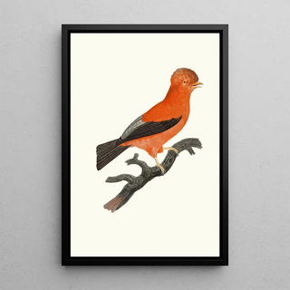 Jacques Barraband - Le Coq de roche du Prou.webp