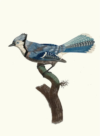 Jacques Barraband - Le Geai Bleu.webp