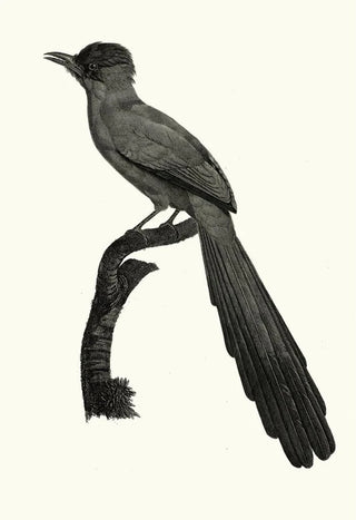 Jacques Barraband - Le Momot domb.webp