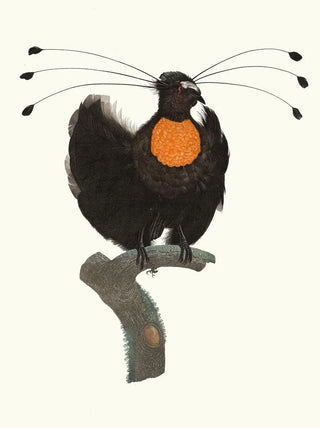 Jacques Barraband - Le Sifilet.webp