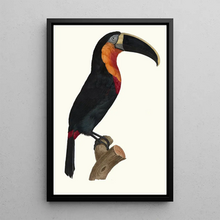 Jacques Barraband - Le grand Tocan gorge orange.webp