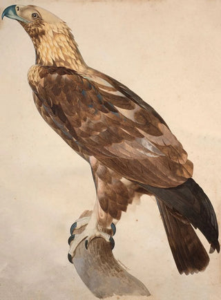 Jacques Barraband - The Eagle of Thebes.webp